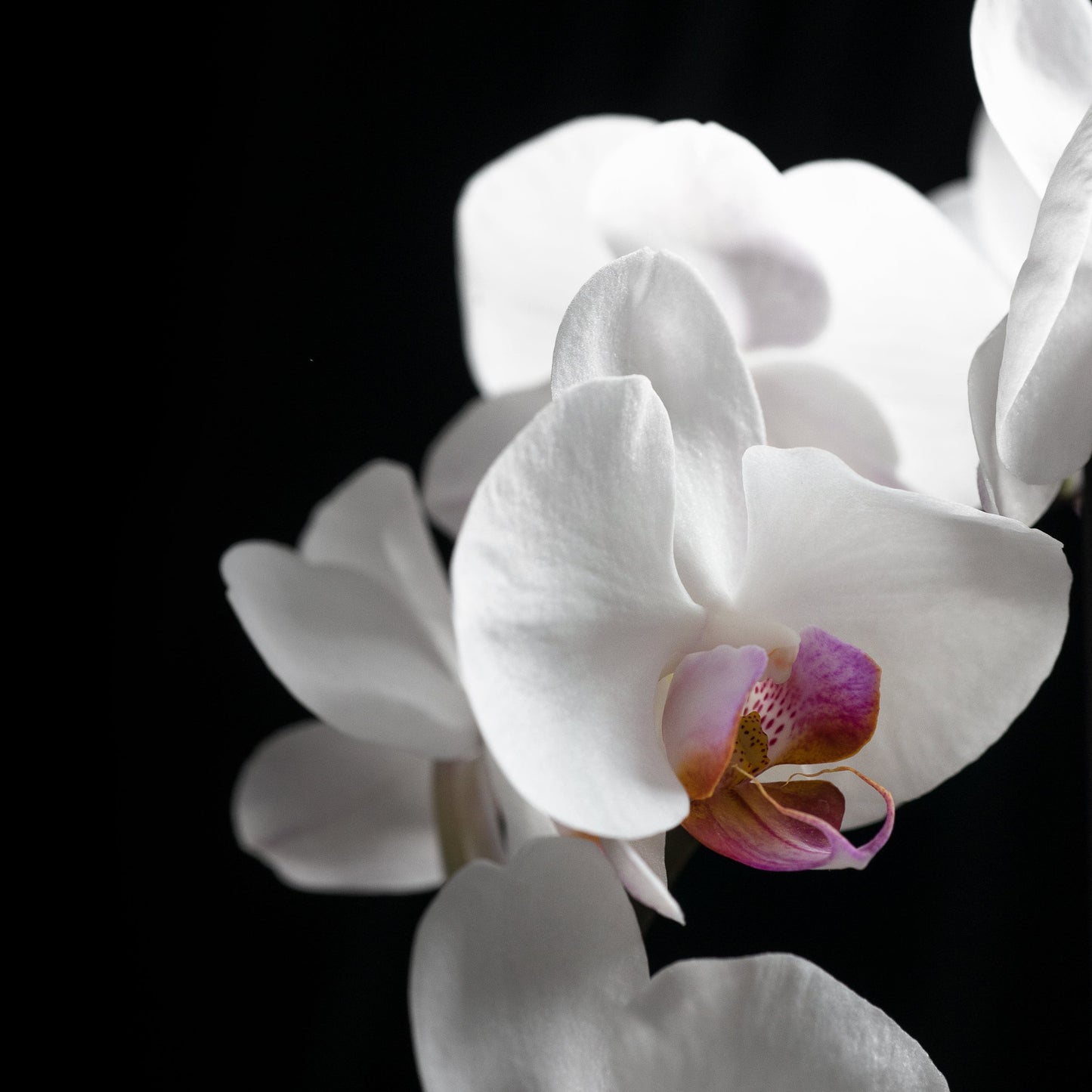 「黑白蘭峰」精油呵護頭療 | "Black and White Orchid Peak" Essential Oil Care Treatment